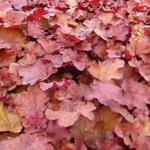 Heuchera LITTLE CUTIE 'Blondie' - 