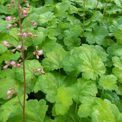 Heuchera LITTLE CUTIE 'Sweet Tart' - 