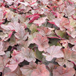 Heuchera 'Magnum' - 