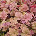 Heuchera 'Marmalade'