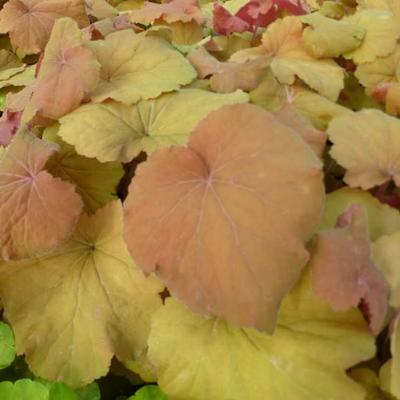 Heuchera 'Mega Caramel' - 