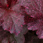 Heuchera 'Midnight Rose' - 