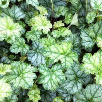 Heuchera 'Mint Frost'