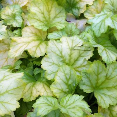 Heuchera 'Mint Julep' - 