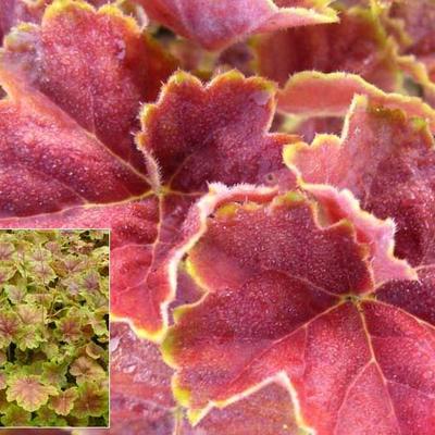 Heuchera 'Miracle' - 