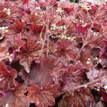 Heuchera 'Mocha' - 