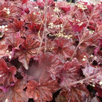 Heuchera 'Mocha'