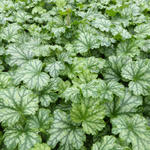 Heuchera CITY 'Paris' - 