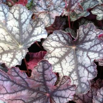 Heuchera micrantha 'Pewter Moon'