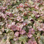 Heuchera 'Pinot Gris' - 