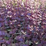 Heuchera 'Pinot Noir' - 