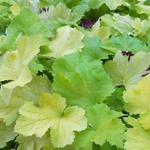 Heuchera 'Pistache' - 