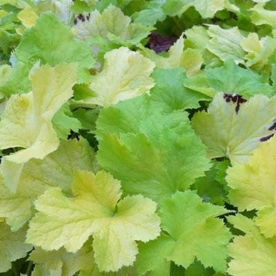 Heuchera 'Pistache' - Heuchera 'Pistache'