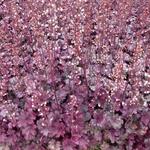 Heuchera 'Plum Royale' - 