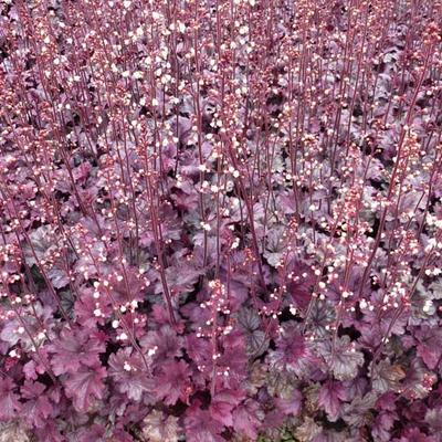 Heuchera 'Plum Royale' - Heuchera 'Plum Royale'