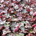 Heuchera 'Rachel' - 