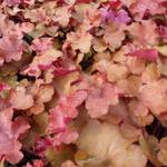 Heuchera 'Red Sea' - 