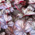 Heuchera 'Regina' - 