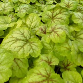 Heuchera 'MASTER PAINTERS Renoir'