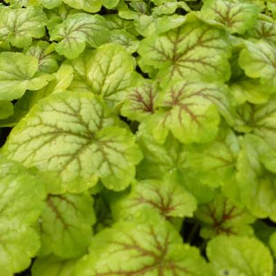 Heuchera 'MASTER PAINTERS Renoir' - 