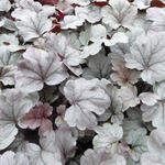 Heuchera 'Silver Gumdrop' - 