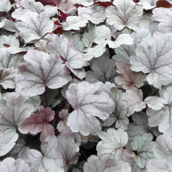 Heuchera 'Silver Gumdrop'