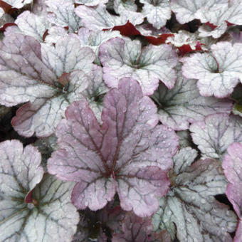 Heuchera 'Sloebberry'