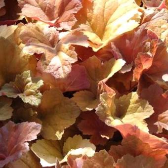 Heuchera 'Southern Comfort'