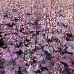 Heuchera 'Sugar Plum'  - 