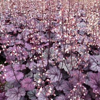 Heuchera 'Sugar Plum'