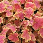 Heuchera 'Tiramisu' - 