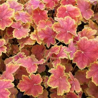 Heuchera 'Tiramisu'