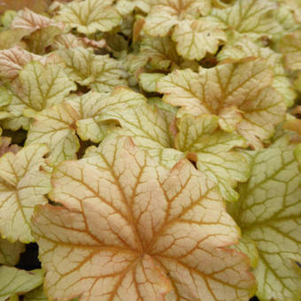 Heuchera