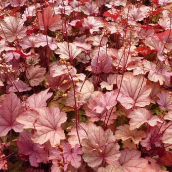 Heuchera CITY 'Vienna'