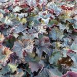 Heuchera micrantha 'Palace Purple'