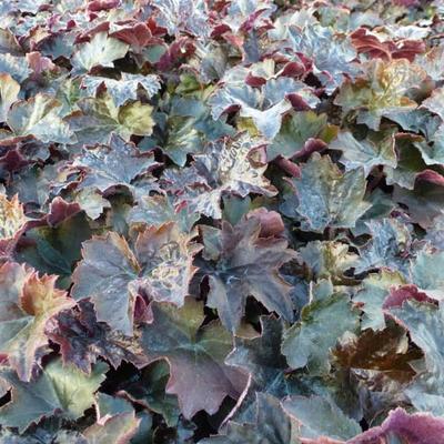 Heuchera micrantha 'Palace Purple' - 