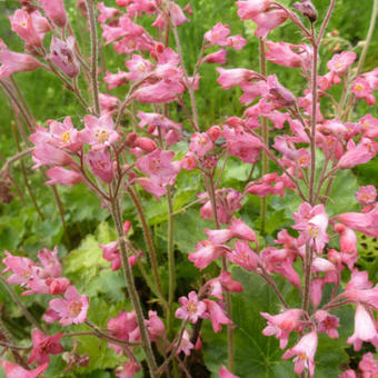 Heuchera sanguinea 'Bressingham Hybrids'