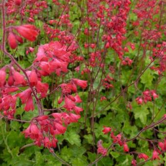 Heuchera sanguinea 'Leuchtkäfer'