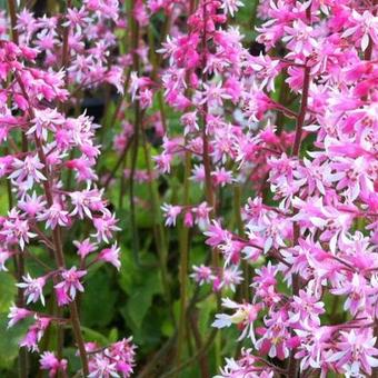 X Heucherella alba 'Bridget Bloom'