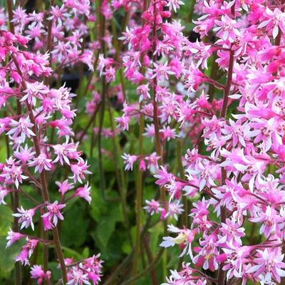 x Heucherella alba 'Bridget Bloom' - 