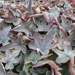 X Heucherella 'Art Deco' - 