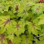 X Heucherella 'Art Nouveau' - 