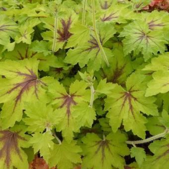 X Heucherella 'Art Nouveau'