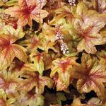 X Heucherella 'Brass Lantern' - 