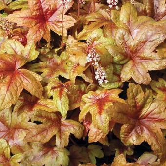 X Heucherella 'Brass Lantern'