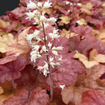 X Heucherella 'Buttered Rum' - 