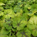 X Heucherella 'Citrus Shock' - 