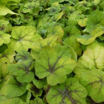 X Heucherella 'Citrus Shock'