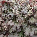 X Heucherella 'Cracked Ice' - 