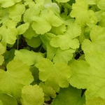 X Heucherella 'HAPPY HOUR Lime' - 